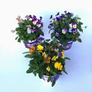 Viola Cornuta en maceta de 13 cm ø Varios Colores