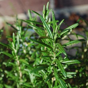 Romero (Rosmarinus officinalis)